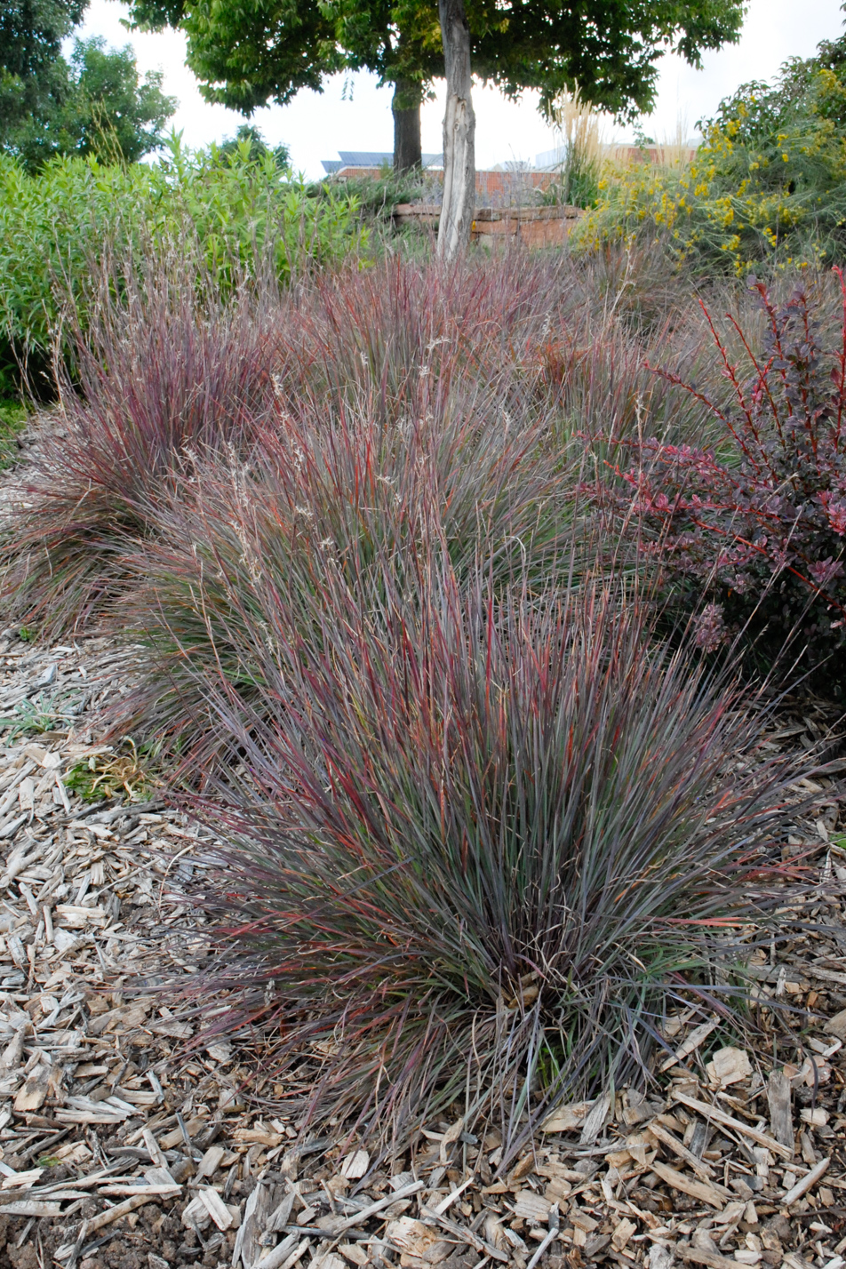 Blue Heaven Little Bluestem